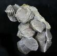 Awesome Platystrophia Brachiopod Cluster - Kentucky #23289-1